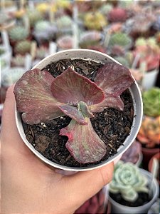 Echeveria suyon frills variegata (sem raiz)