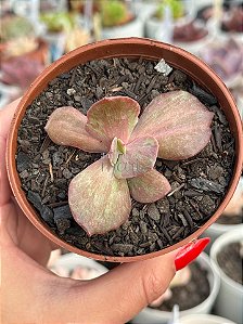 Echeveria suyon frills variegata (sem raiz)