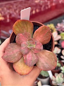 Echeveria suyon frills variegata