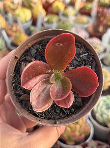 Echeveria fimbriata variegata