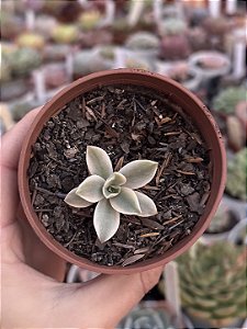 Graptoveria fred yves variegata