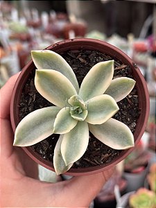 Graptoveria fred yves variegata