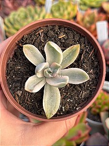 Graptoveria fred yves variegata (sem raiz)