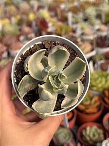 Graptoveria fred yves variegata