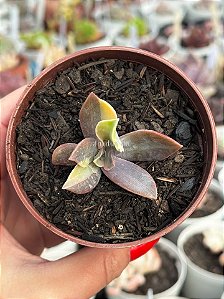 Graptoveria fred yves variegata monstruosa (sem raiz)