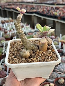 Senecio galpinii caudex