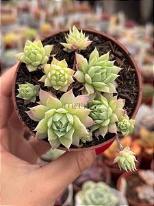 Graptopetalum macdougallii