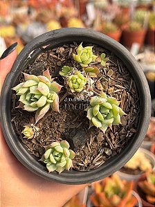 Graptopetalum macdougallii