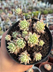 Graptopetalum macdougallii