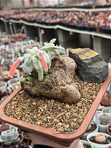 Sinningia leucotricha (caudex gigante)