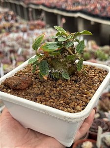 Dorstenia foetida 02