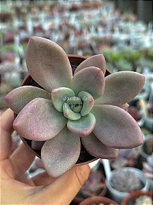 Pachyveria rose crown