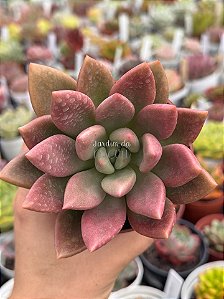 Pachyveria rose crown