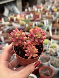 Sedum rubrotictum aurora