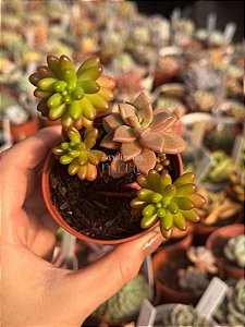 Sedum rubrotictum/bronze