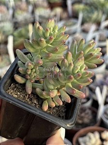 Sedum rubrotictum aurora