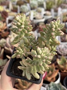 Sedum rubrotictum aurora