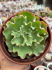 Echeveria dorothy