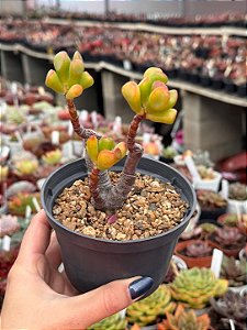 Crassula ovata hobbit (bonsai)