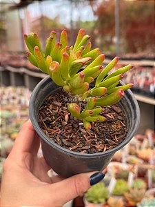 Crassula ovata hobbit (bonsai)