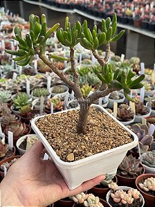 Crassula ovata hobbit