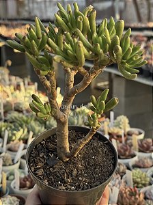 Crassula ovata hobbit