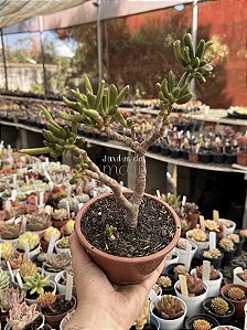 Crassula ovata hobbit (bonsai)