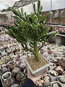 Crassula ovata hobbit 02