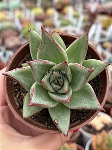 Echeveria ebony