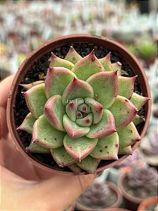 Echeveria honey pink