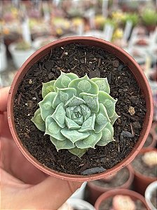 Echeveria hiarium