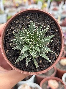 Aloe pepe
