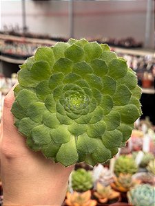 Aeonium tabuliforme