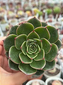 Echeveria san luis