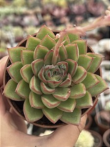 Echeveria skat