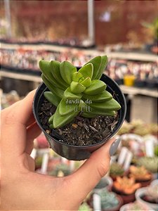 Crassula benjamin
