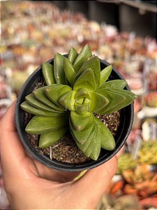 Crassula benjamin