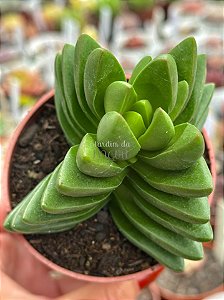 Crassula benjamin