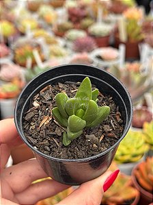 Crassula benjamin