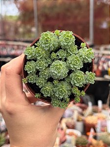 Rhodiola pachyclados