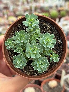 Rhodiola pachyclados (novidade)