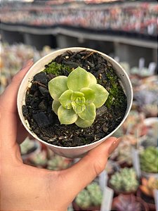 xSedeveria holly variegata