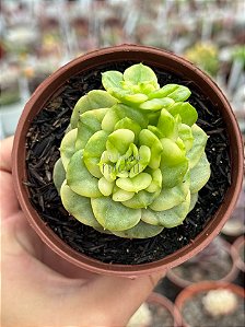 xSedeveria holly variegata