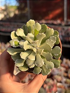 Senecio scaposus var. addoensis