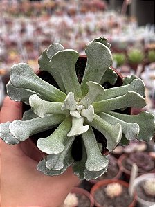 Senecio scaposus var. adoensis