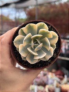 Echeveria akaihosi variegata