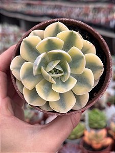Echeveria akaihosi variegata
