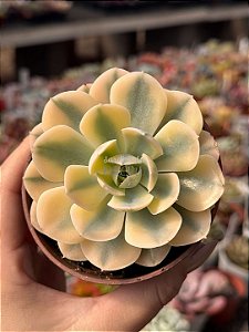 Echeveria akaihosi variegata