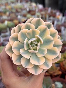Echeveria akaihosi variegata