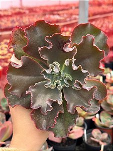 Echeveria Cecelia